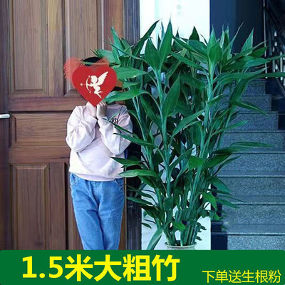 富贵竹粗大1.5米保湿加湿提神