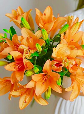 橙色梦想亚百合【1单包邮】云南鲜花