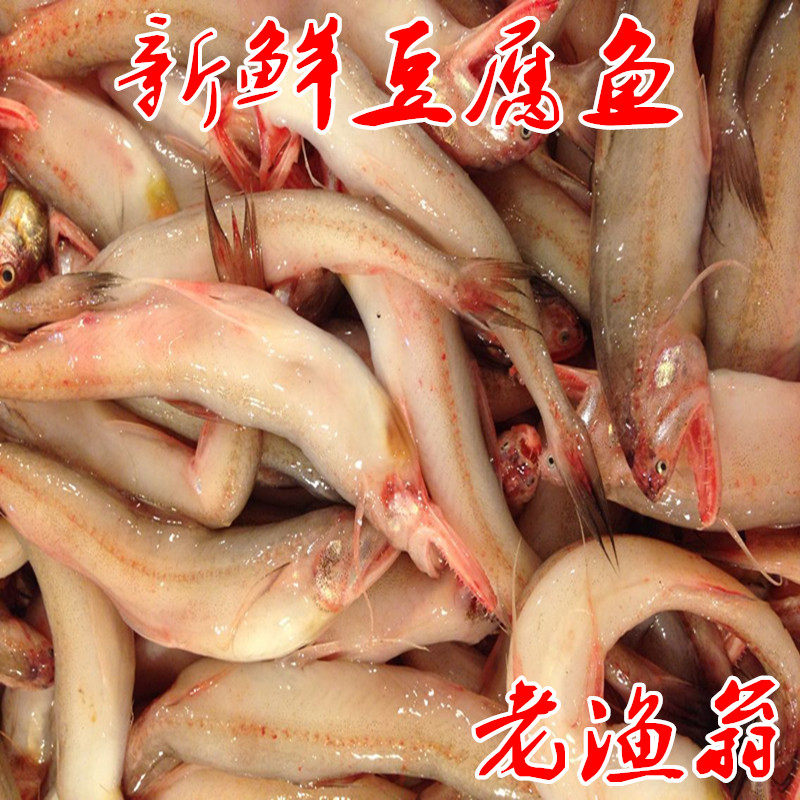 舟山海鲜  新鲜 鲜活豆腐鱼 龙头鱼 龙头烤 九肚鱼