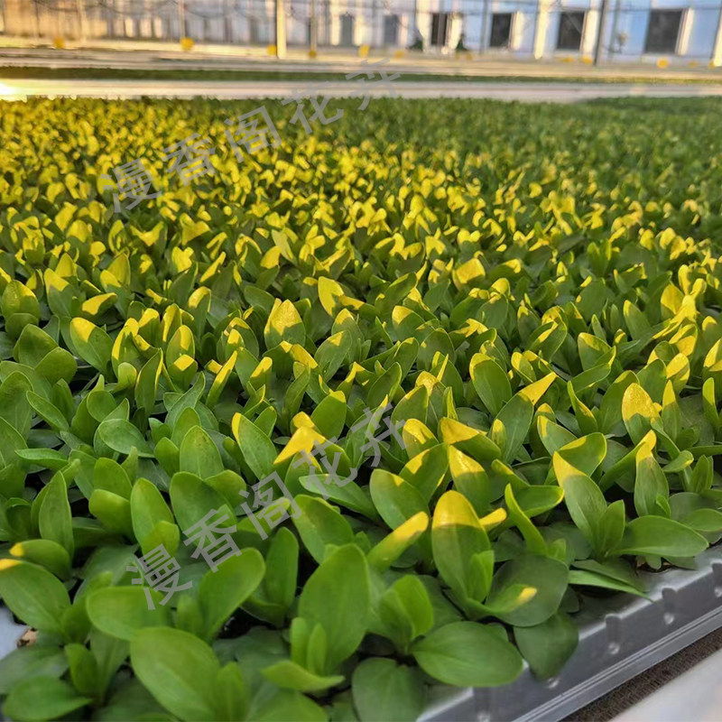 洋桔梗小苗 重瓣丽钵花 易种室内外兰铃花 四季开花 观花植物盆栽