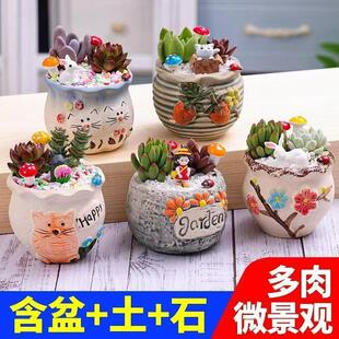 多肉植物创意 微景观绿植盆栽套餐栽植简单办公室 幼儿园迷你盆栽