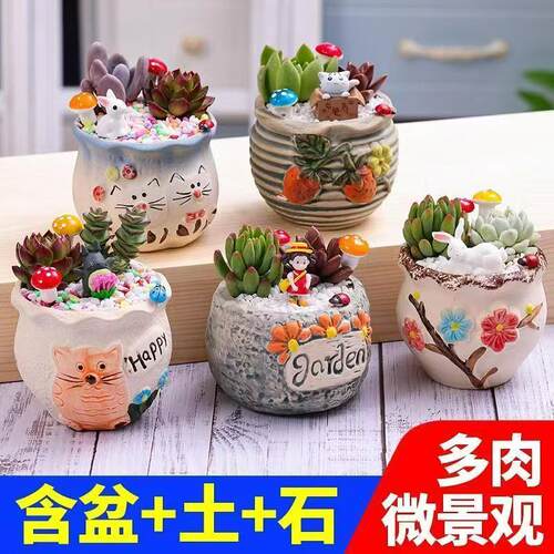 多肉植物创意 微景观绿植盆栽套餐栽植简单办公室 幼儿园迷你盆栽