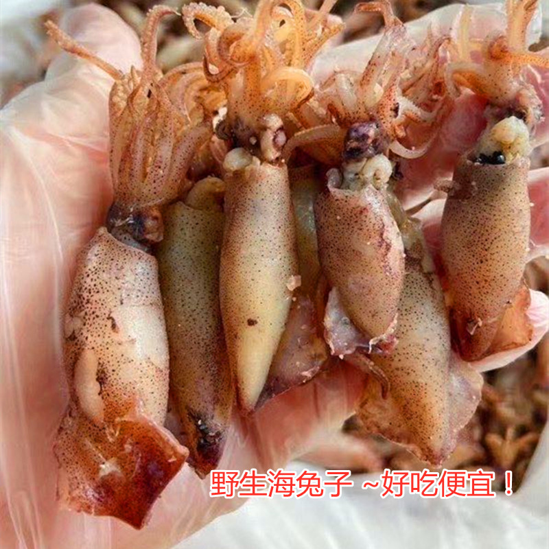 海兔子新鲜好吃性价比高