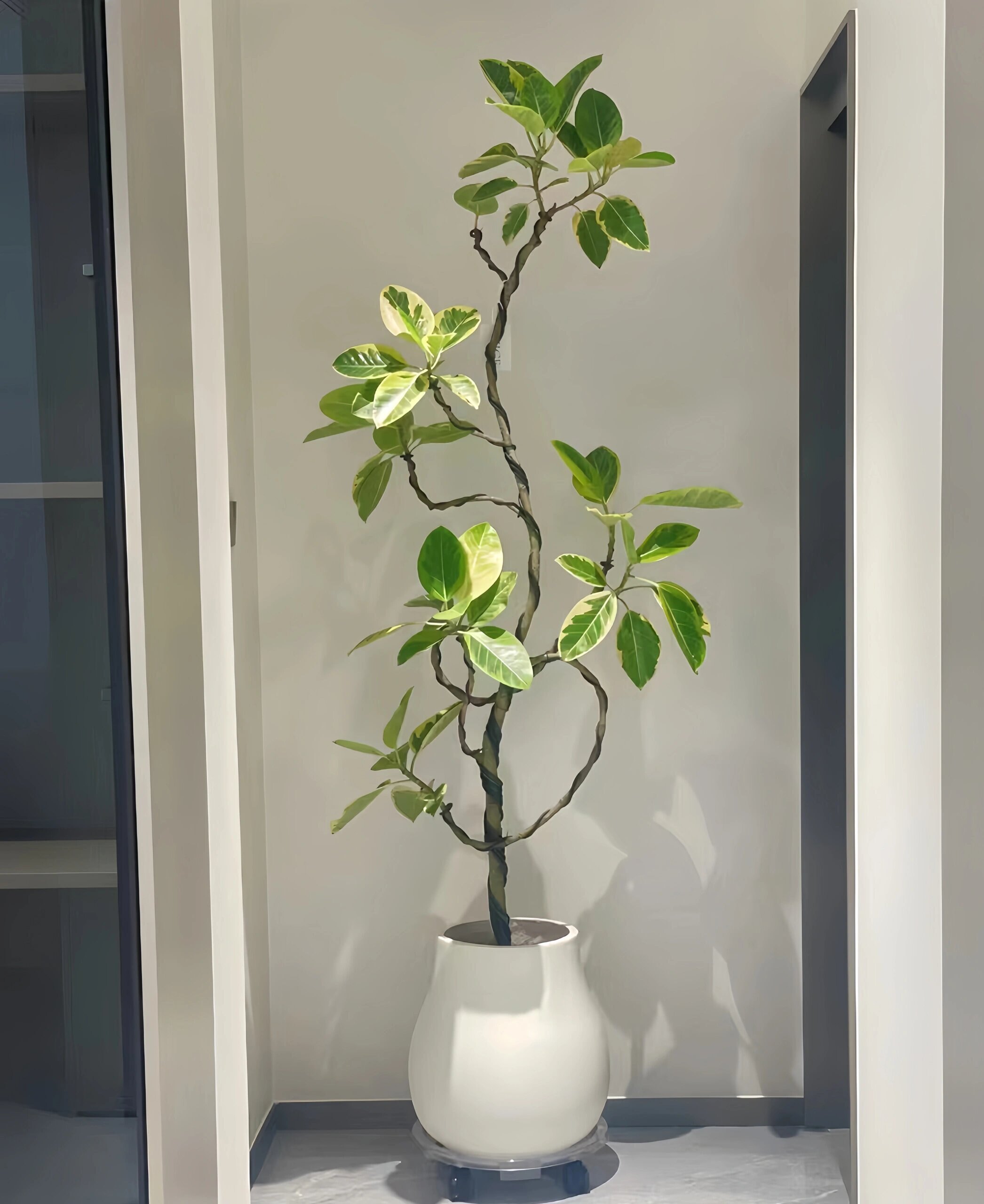 黄金榕花叶橡皮树青叶富贵榕盆栽室内客厅办公室大型好养绿植造型