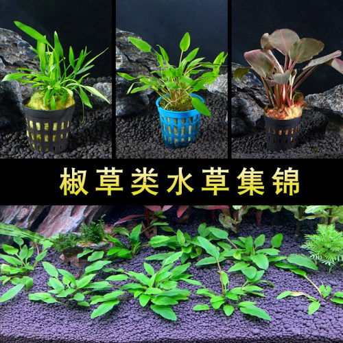椒草合集 鱼缸造景水草迷你小青椒绿温蒂大喷泉椒咖啡椒美波莉椒 - 封面