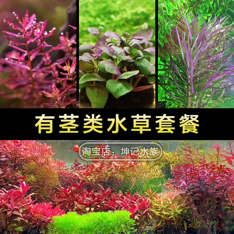 鱼草缸造景中后景有茎水草绿菊水族箱装饰淡水懒人真水草植物套餐