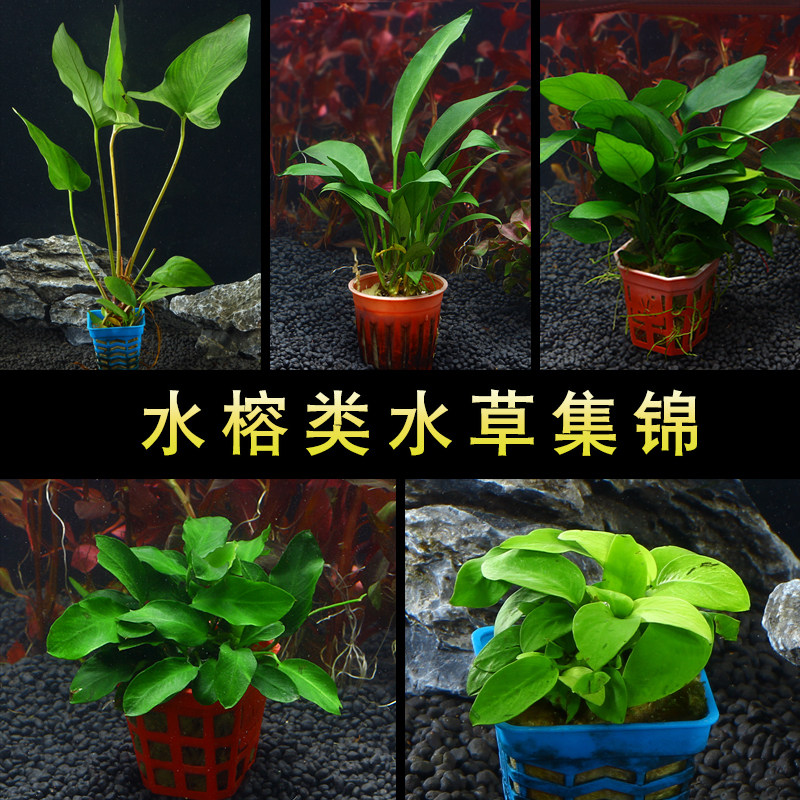 鱼草缸造景懒人水草水榕 水族箱装饰淡水阴性活体植物真水草套餐