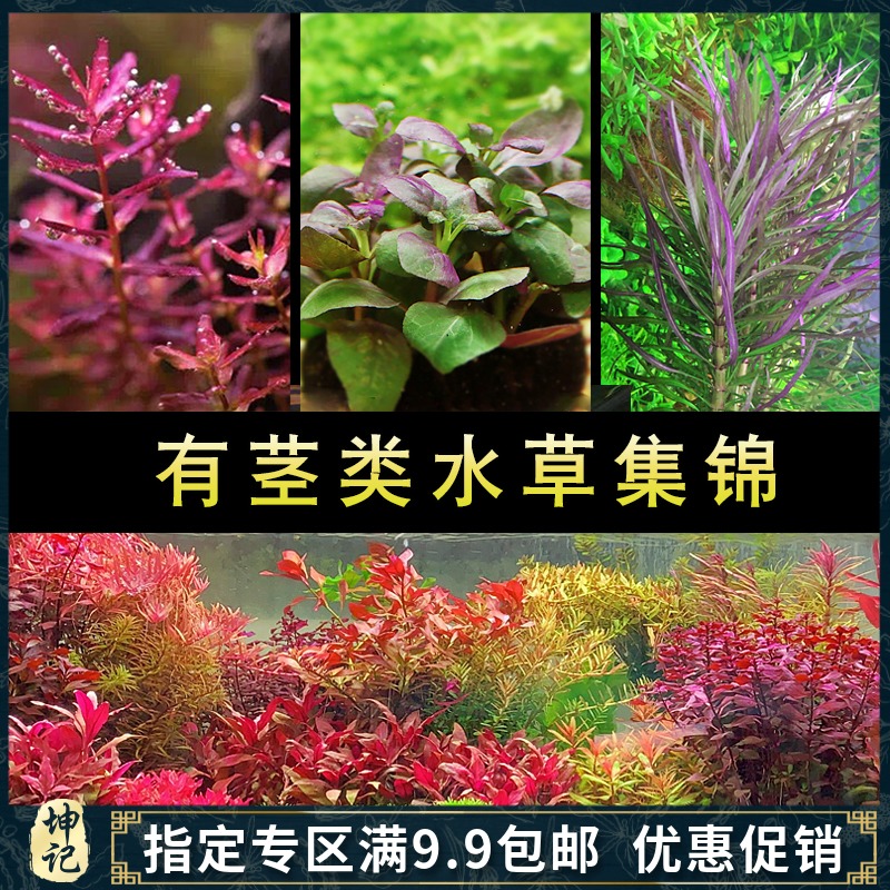 鱼草缸造景中后景有茎水草绿菊水族箱装饰淡水懒人真水草植物套餐