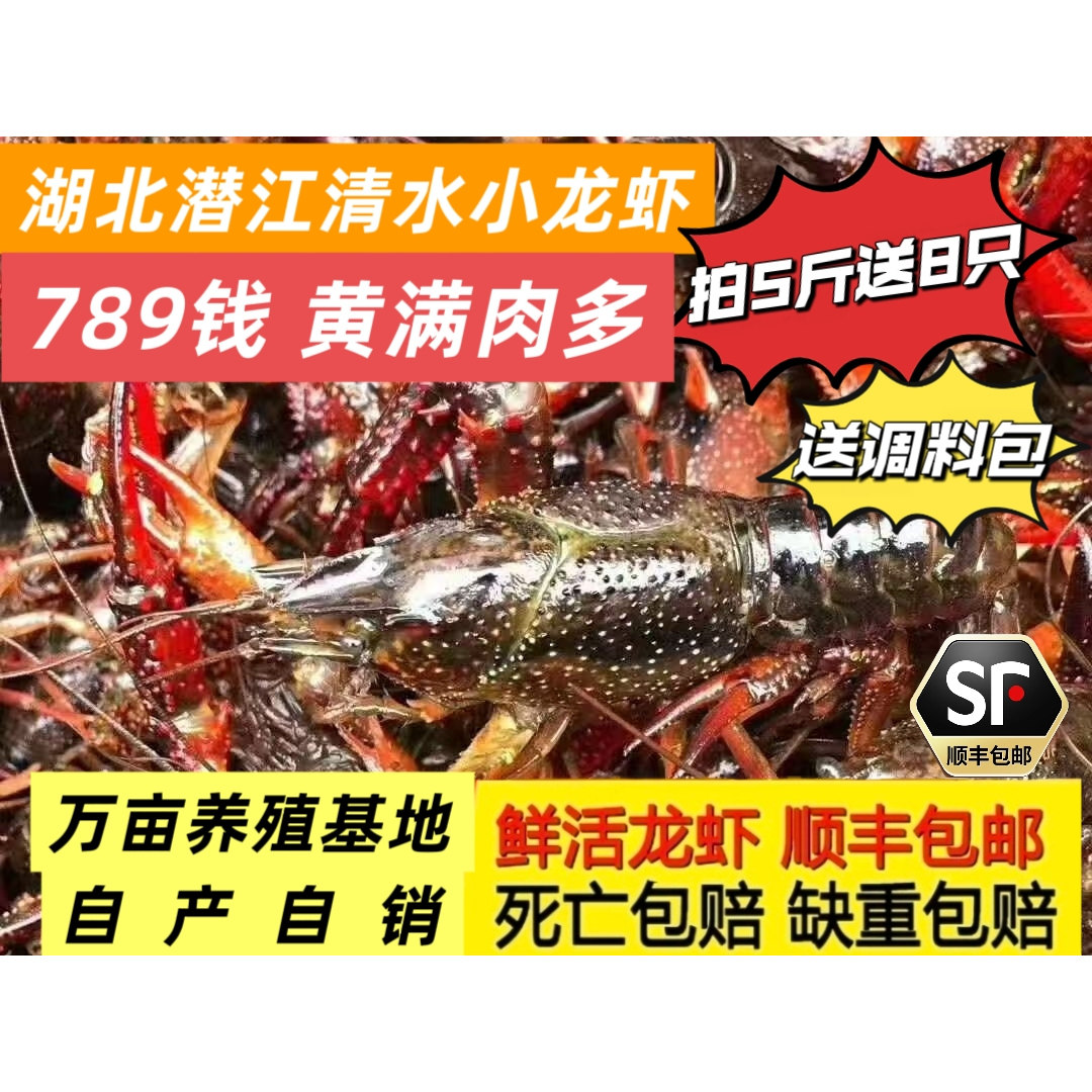 大号789钱小龙虾鲜活湖北潜江鲜活清水小龙虾789钱5斤装
