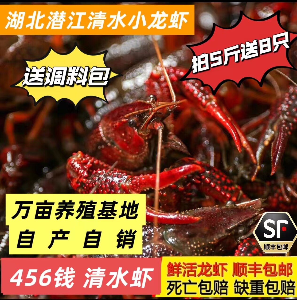 中虾456钱中虾鲜活小龙虾新鲜现捕现发湖北潜江清水小龙虾