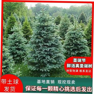 Christmas tree Real tree Norway spruce pot plant green plant