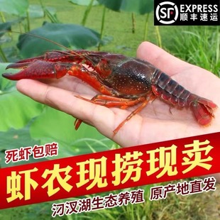 3斤567钱湖北小龙虾鲜活清水虾深水湖特大活虾活体潜江青红壳顺丰