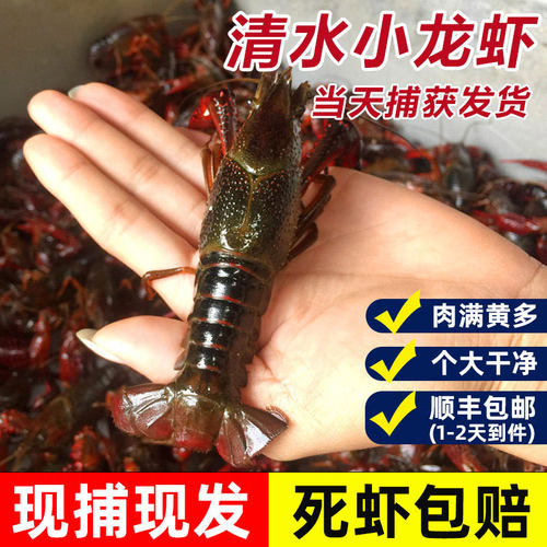 【活虾】5斤789钱湖北小龙虾鲜活潜江清水虾特大青红壳净重顺丰