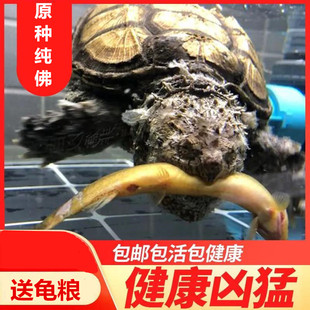 原种爆刺鳄龟纯佛凶猛龟北美精品杂佛小鳄龟苗观赏宠物龟乌龟活体