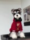 新年衣服狗狗冬装 小型犬雪纳瑞泰迪博美过年保暖喜庆加绒加厚衣服
