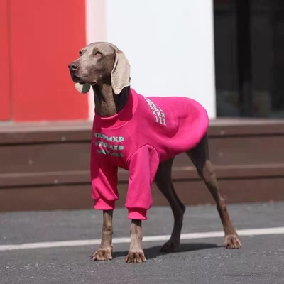 狗狗中大型犬圆领卫衣