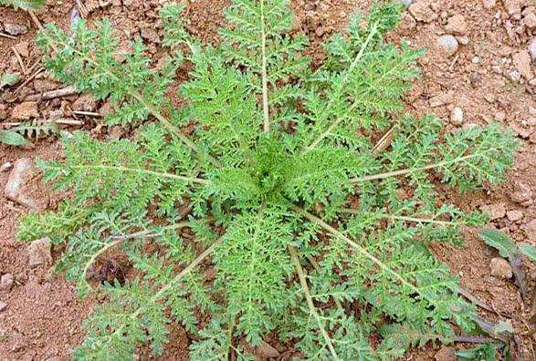 3斤装包邮野菜野生新鲜麦蒿嫩播娘蒿播播蒿米米蒿整棵现挖现发