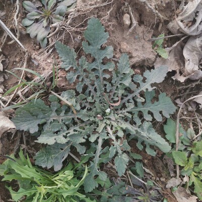 新鲜野生胡菜剪刀紫花石灰