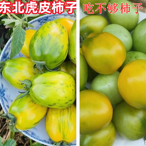 东北虎皮黄皮球柿子吃不够柿子鲜