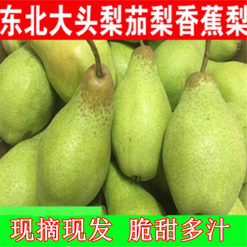 东北茄梨大头梨当季水果新鲜薄皮