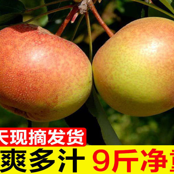 东北延边苹果梨龙井霜后苹果梨子