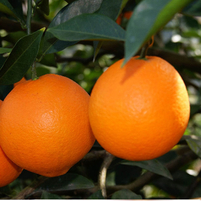 乡野拾趣新鲜赣南脐橙毛重20斤装当季水果橘子桔子整箱多汁甜