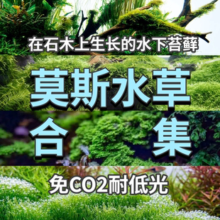 爪哇莫斯台湾小三角莫斯垂泪莫斯珊瑚莫斯水下叶阴性草