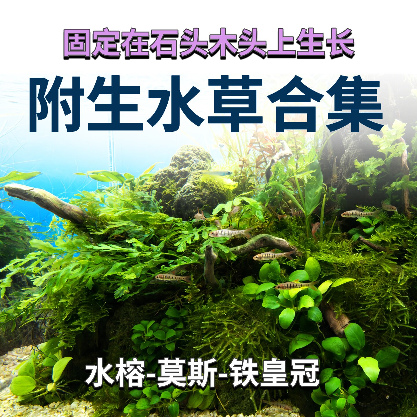 细叶铁皇冠莫斯水榕水下叶造景