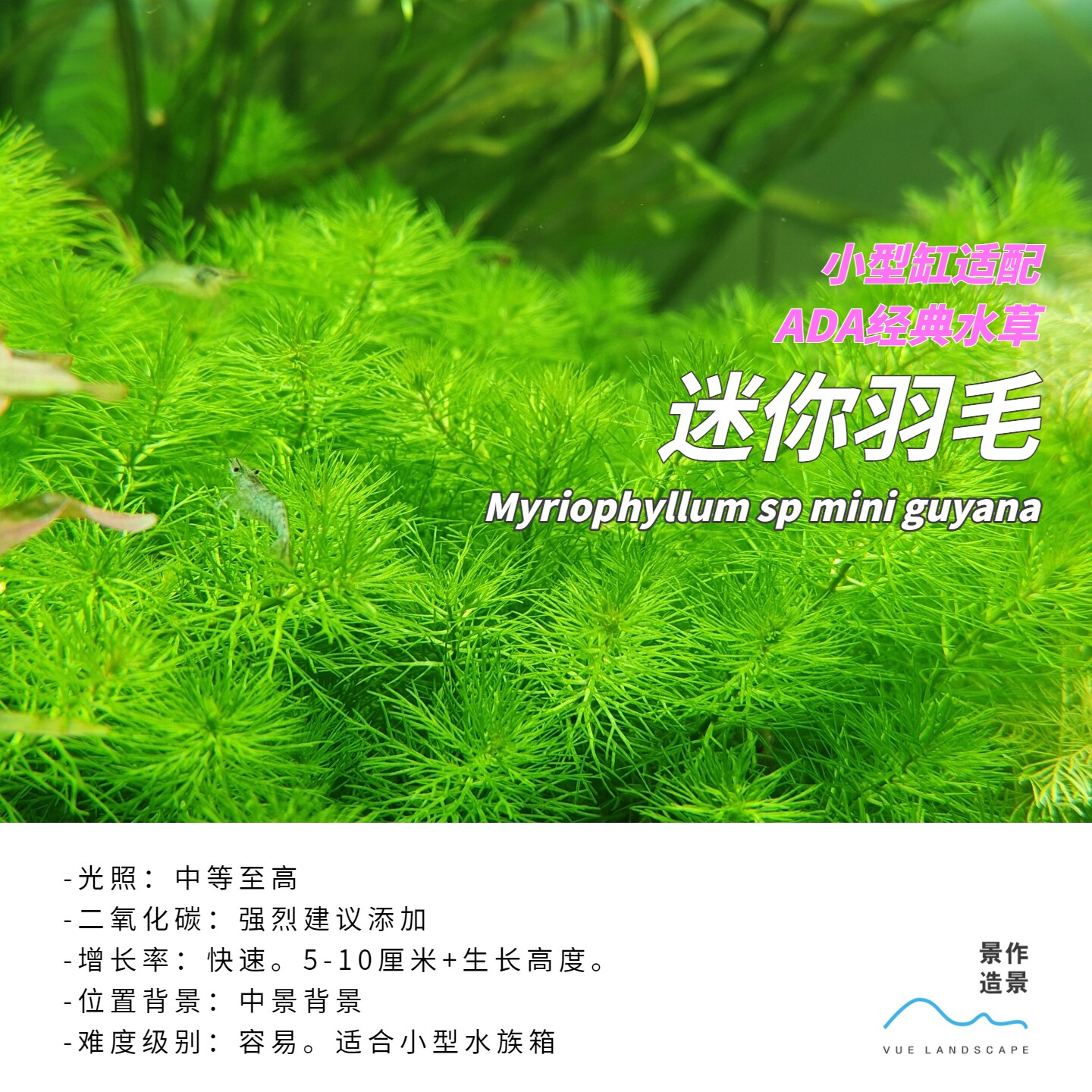 新手友好水草迷你羽毛小缸推荐水草水下叶
