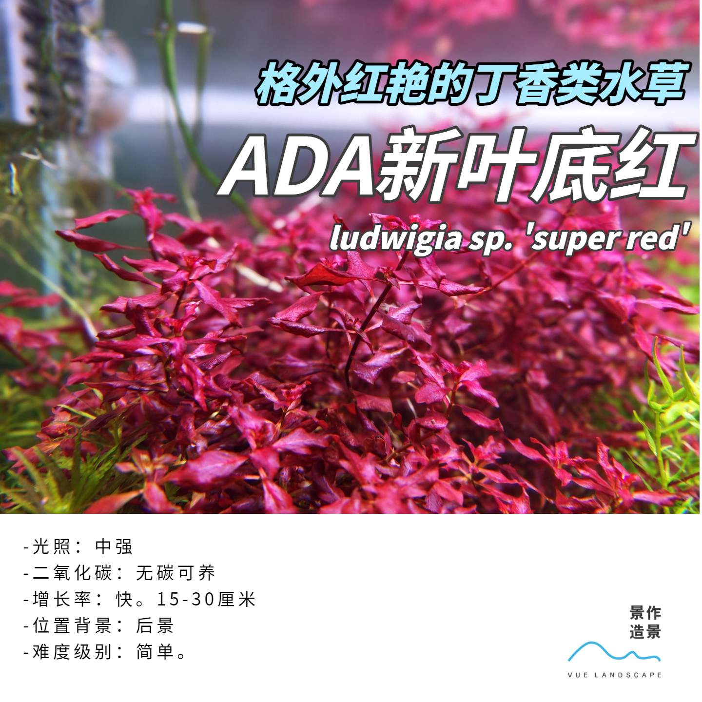 ADA新叶底红丁香水草水下叶