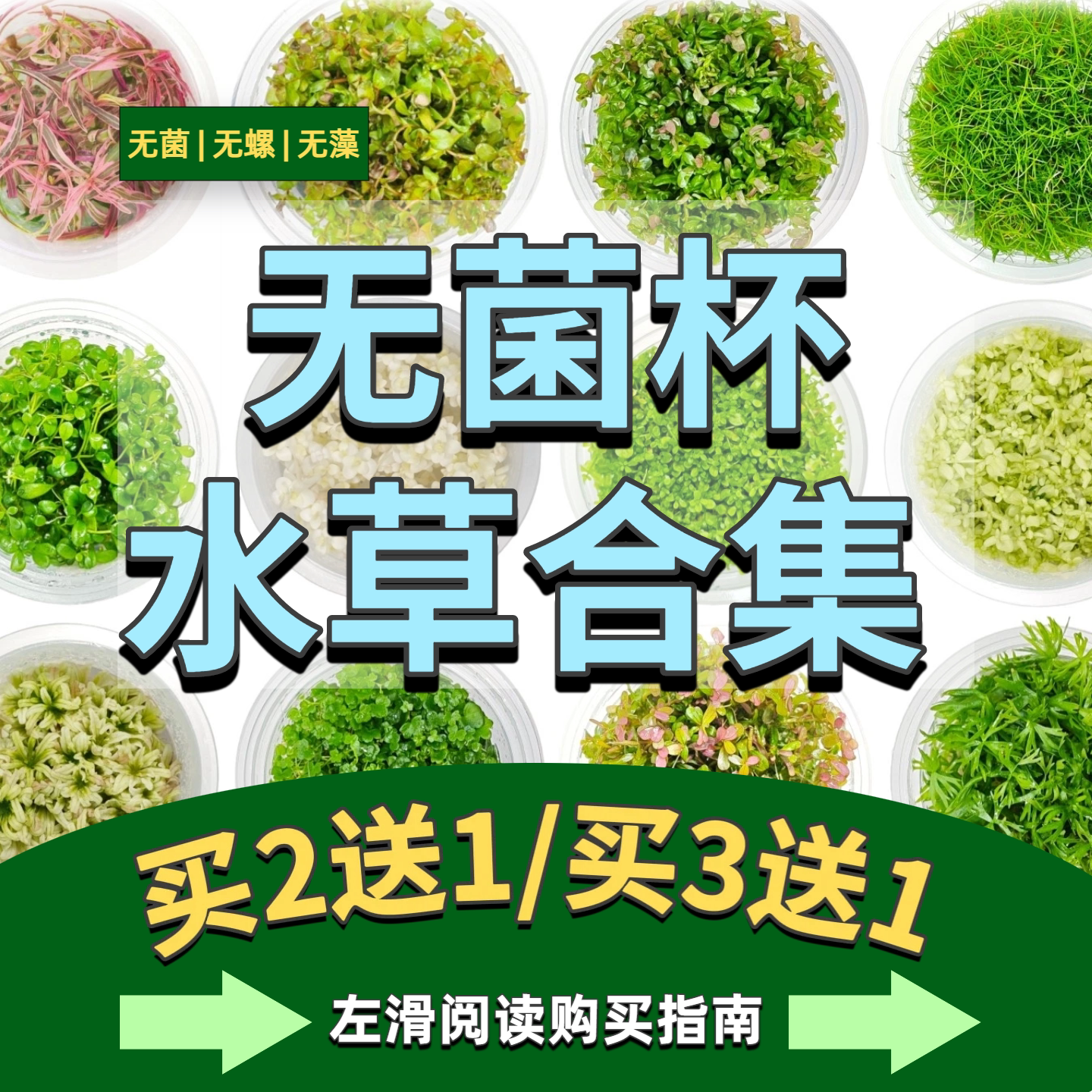 无菌杯水草荷兰景无螺无藻新手鱼缸水草造景