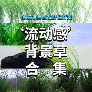 飘逸背景草细叶水兰大莎草线叶古精泰国水剑溪流缸背景草造景