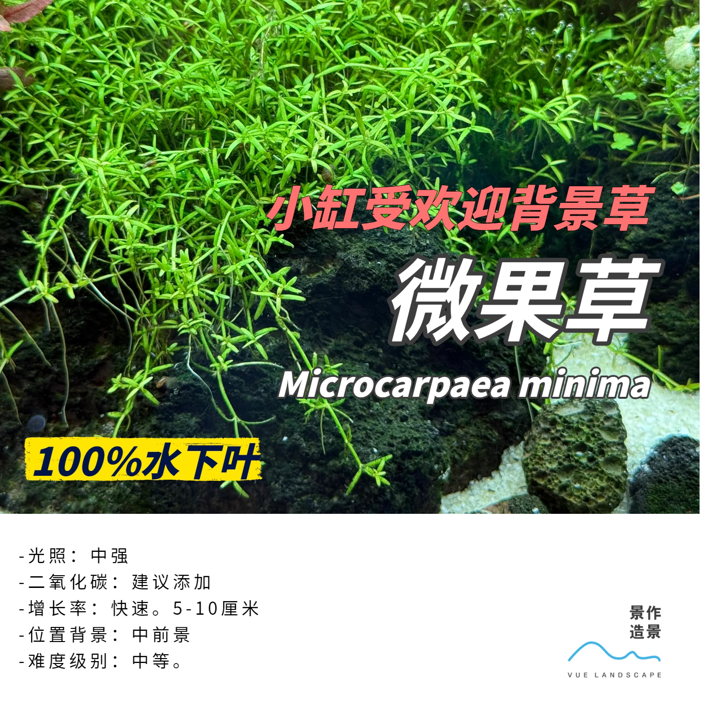 高端水草微果草微果珍珠草百分百水下叶ADA造景水草绿宫庭中后景