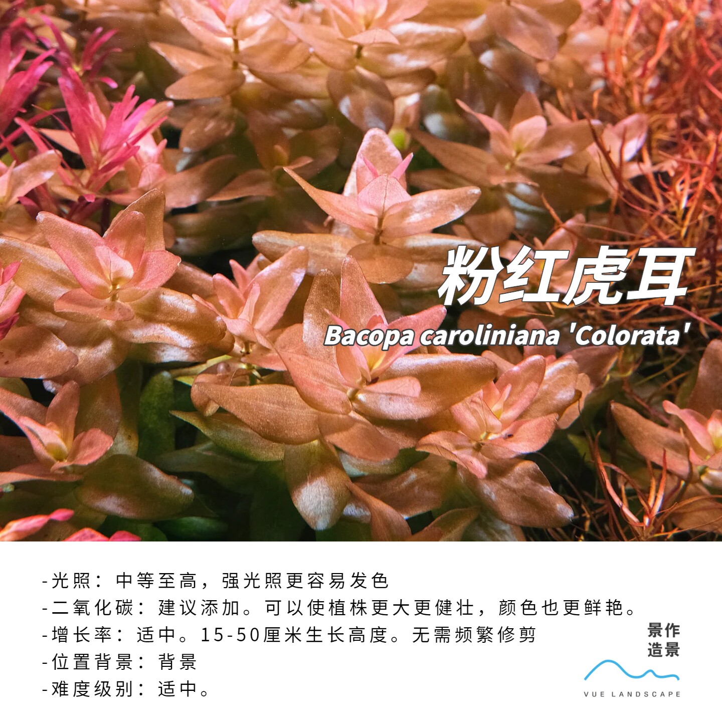 粉红虎耳水下叶水草水族造景