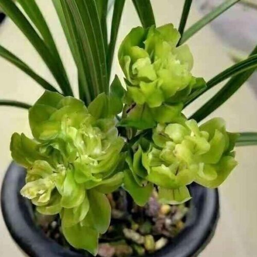 书房办公桌春秋冬春兰奇花