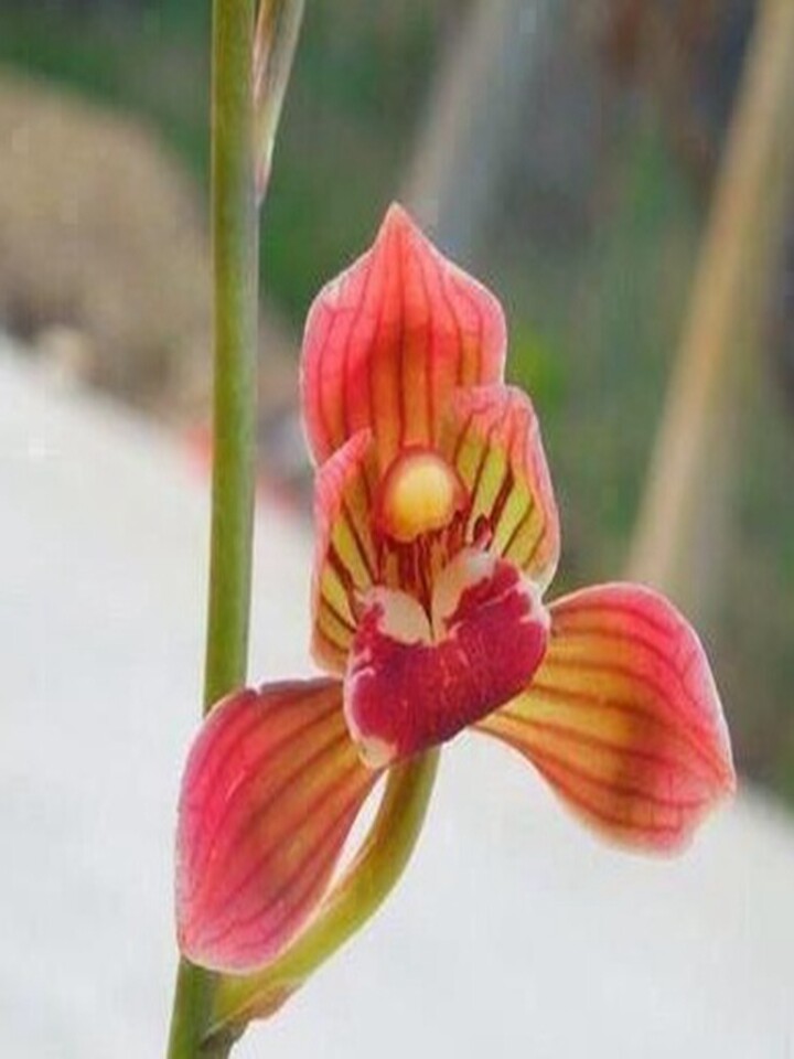 鲜花兰花墨兰东方红神荷一盆为4个头左右50元