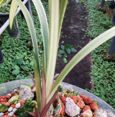 中透斑艺红芽线艺兰花苗客厅茶桌阳台庭院绿植盆栽一苗100元