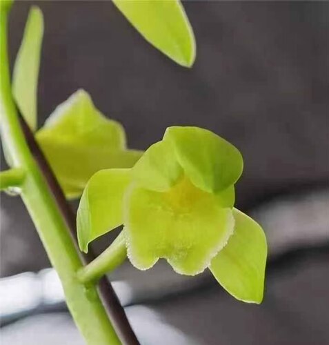 浓香绿植盆栽兰花惠兰素荷一苗60元