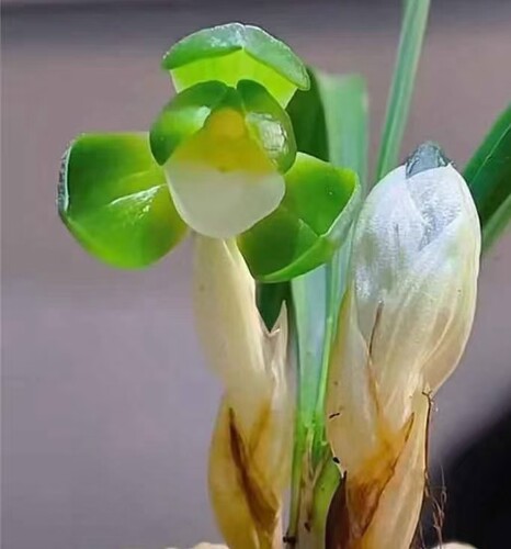 兰花春兰名品素荷一休花卉盆栽绿植一苗100元