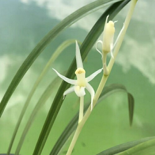 兰花花卉绿植盆栽建兰白花素心---玉雪天香 30 元/苗