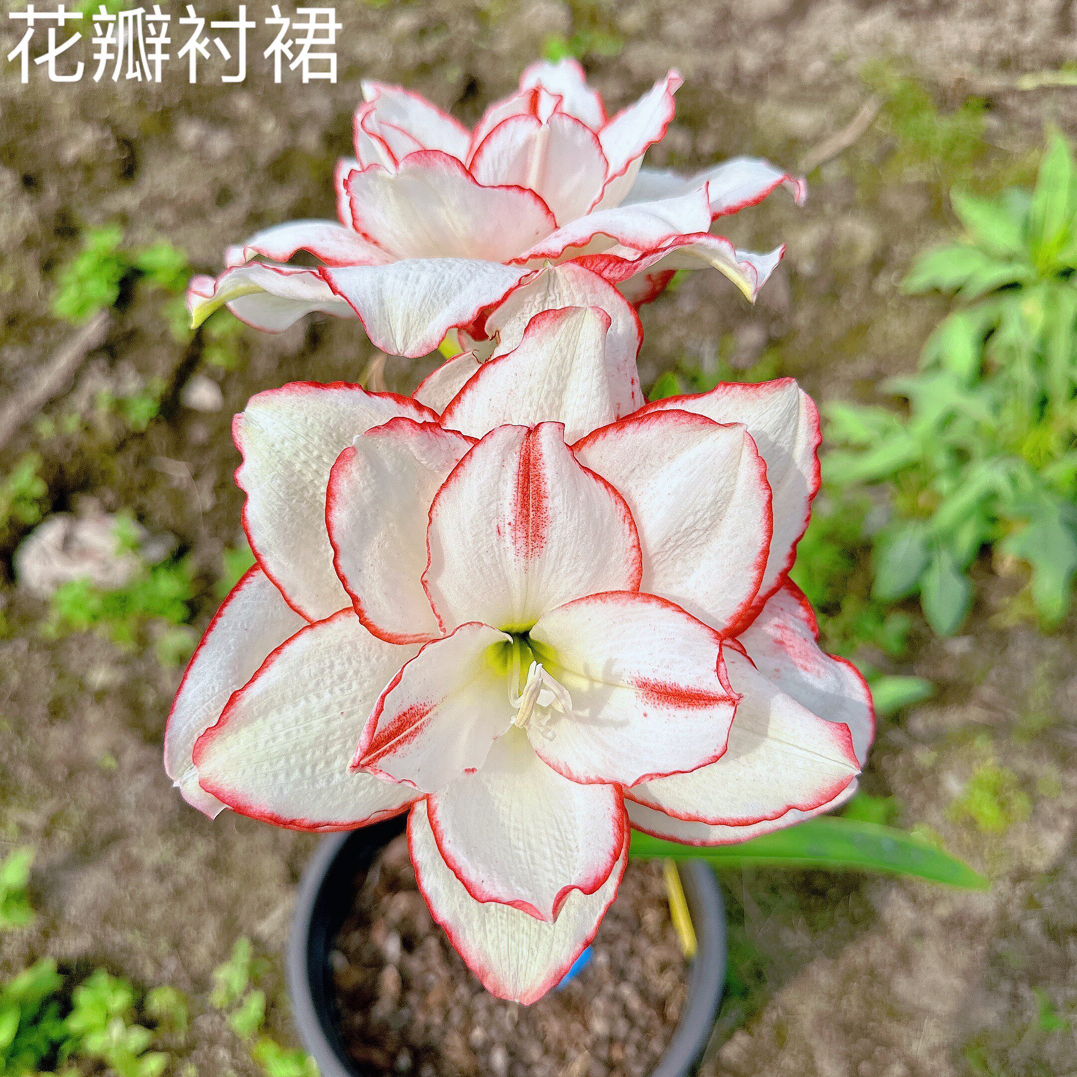 朱顶红种球苗 澳朱 花瓣衬裙 带原盆土发货 多年生球根花卉耐热