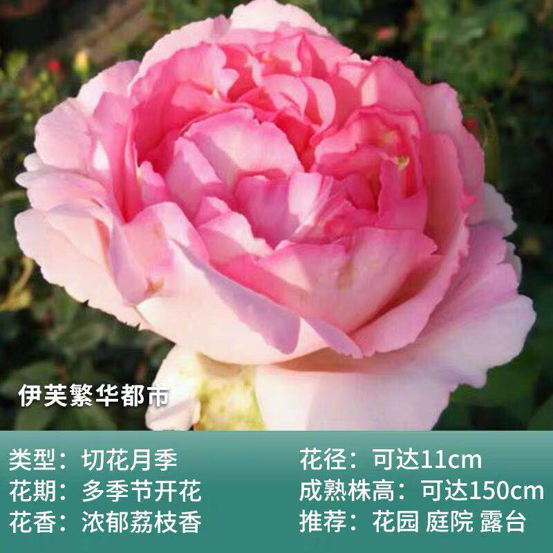 伊芙繁华都市月季花苗 玫瑰 灌木 多季勤花浓香 阳台庭院花园盆栽