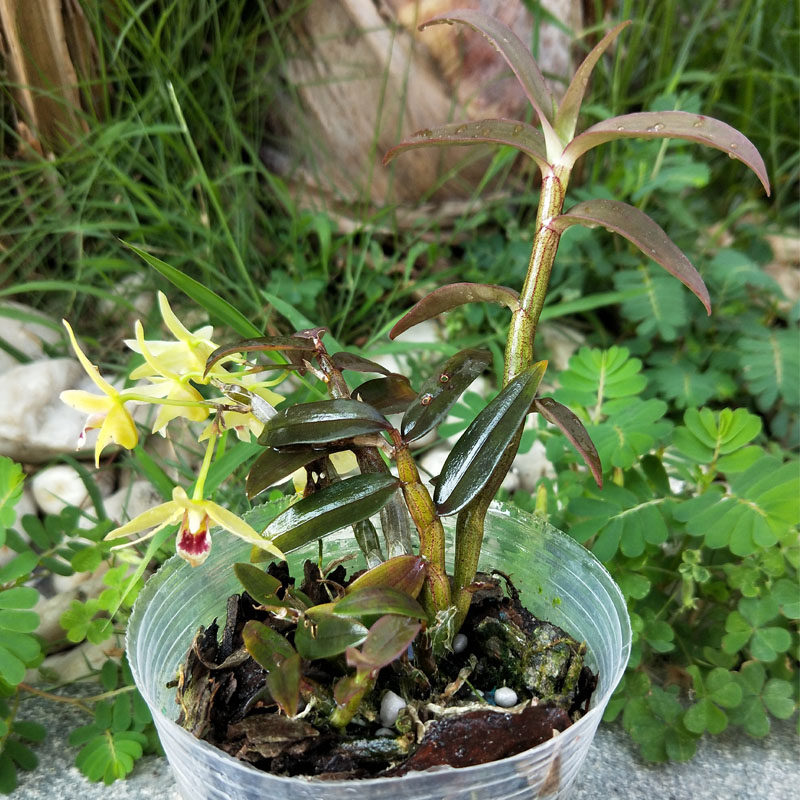 当年开花可食用红米铁皮石斛苗