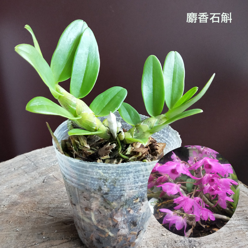 麝香石斛苗盆栽种苗浓香型龟背黄金石斛肿节石斛卡特兰石斛兰绿植