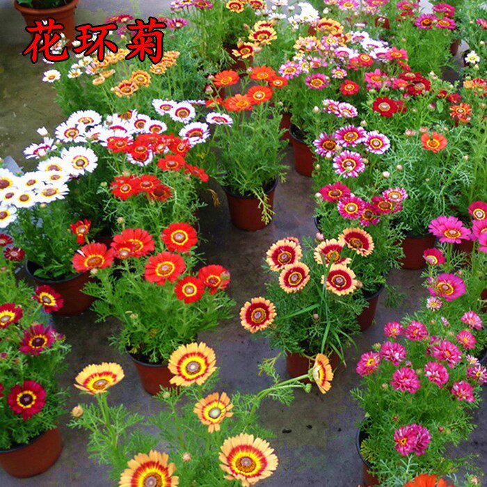 花环菊种子花种籽子多年生混色三色菊花庭院盆栽花卉种籽四季易活