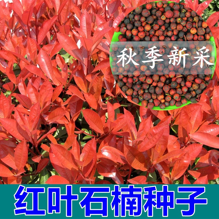 新釆红叶石楠种子四季常青绿化树种子红罗宾火焰红石楠树种子包邮
