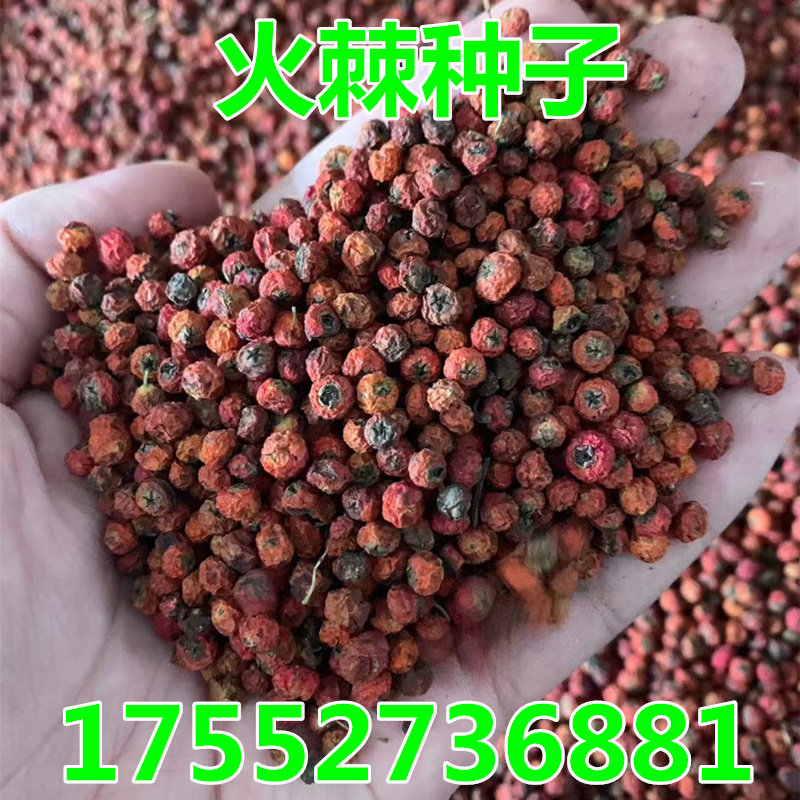 新采火棘种子 铁篱笆 红刺木种子 火棘种子 火把果种子可作围墙