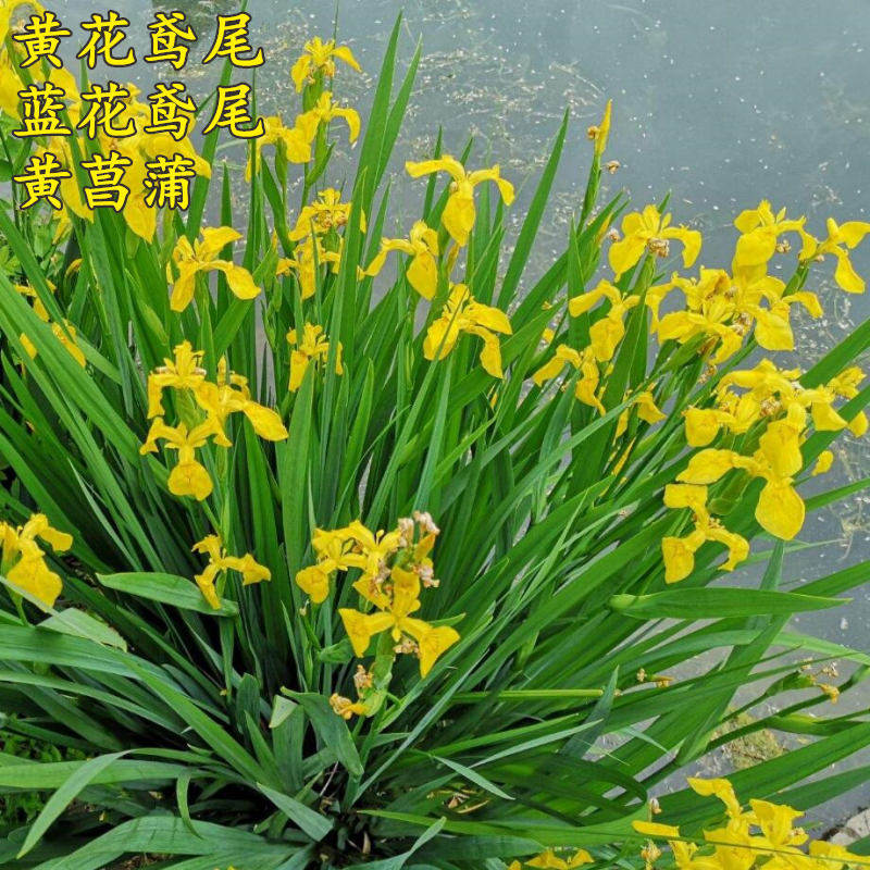 黄花鸢尾新采黄菖蒲种子花卉种子水生黄菖蒲种子水陆植物耐涝花籽