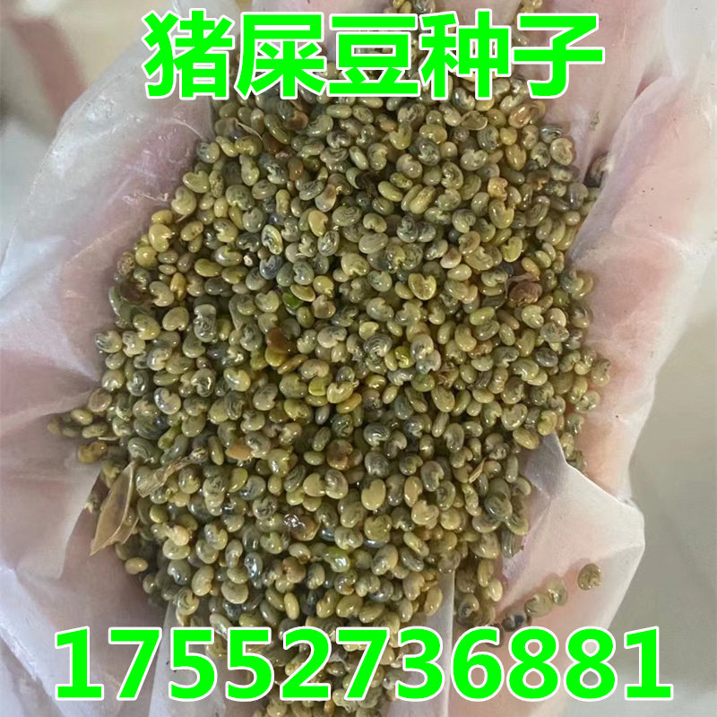 护坡花灌木种子 猪屎豆 山毛豆木豆 多花木兰刺槐胡枝子车桑子