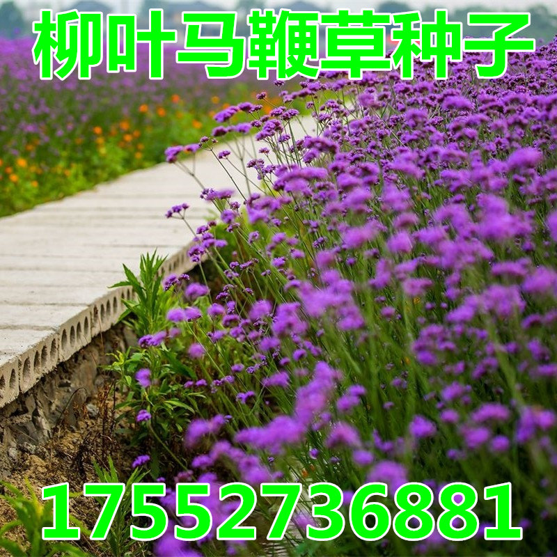 柳叶马鞭草种子四季种多年生花卉种子庭院景观园林花海种子包邮图片